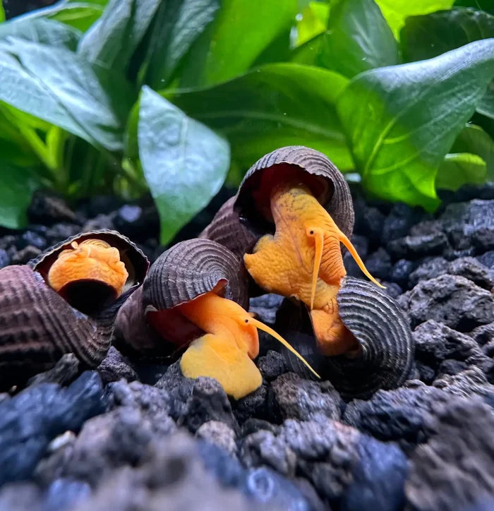 4 mini orange rabbit snails with textured brown shells on green foliage and black gravel