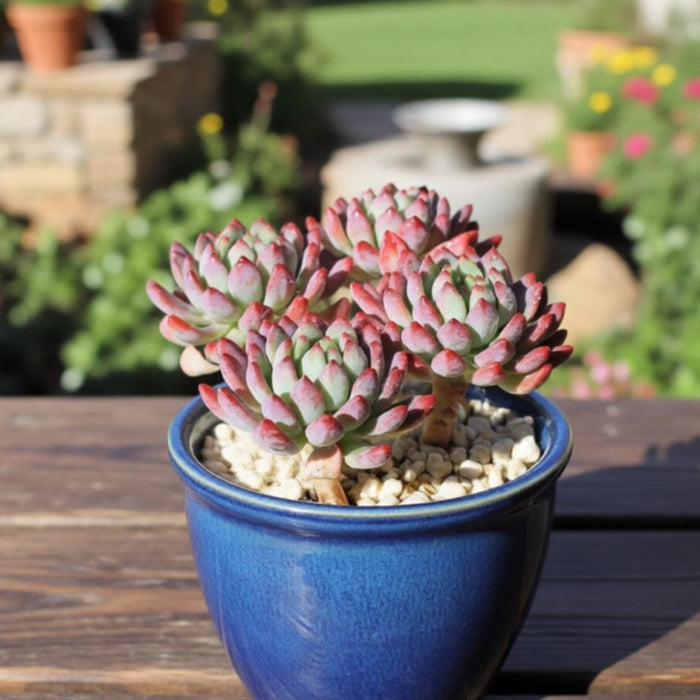 Echeveria cv. Blue Apple/ Blue Elf