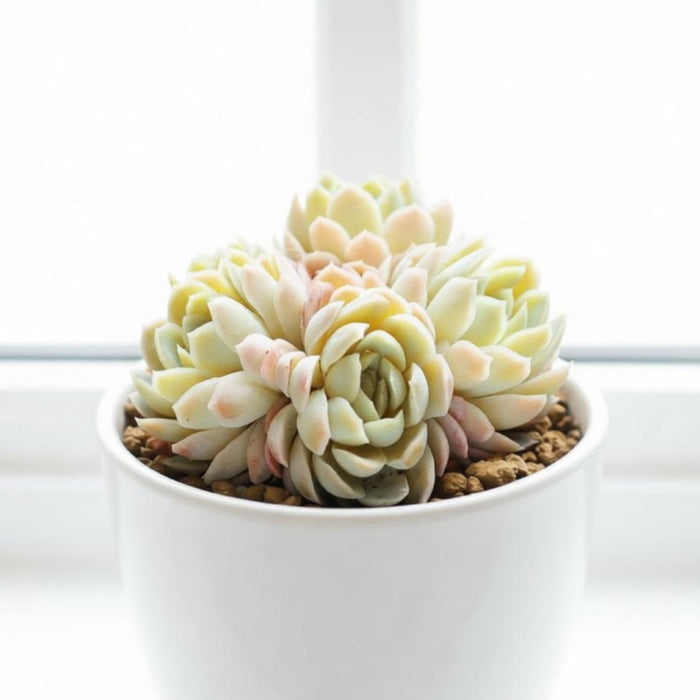 Echeveria Elegans Raspberry Ice