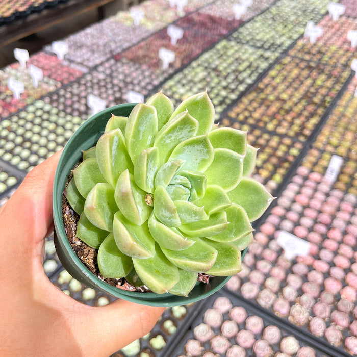 Echeveria Firefly (4 inch)