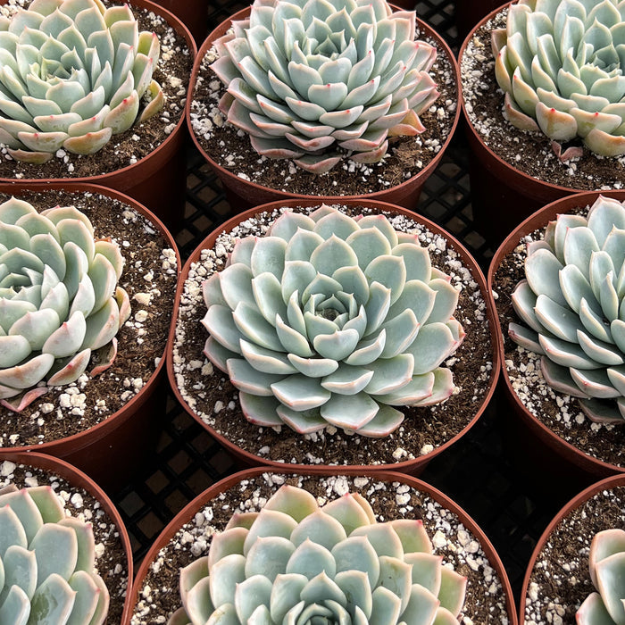 Echeveria Joselrin (6 inch)