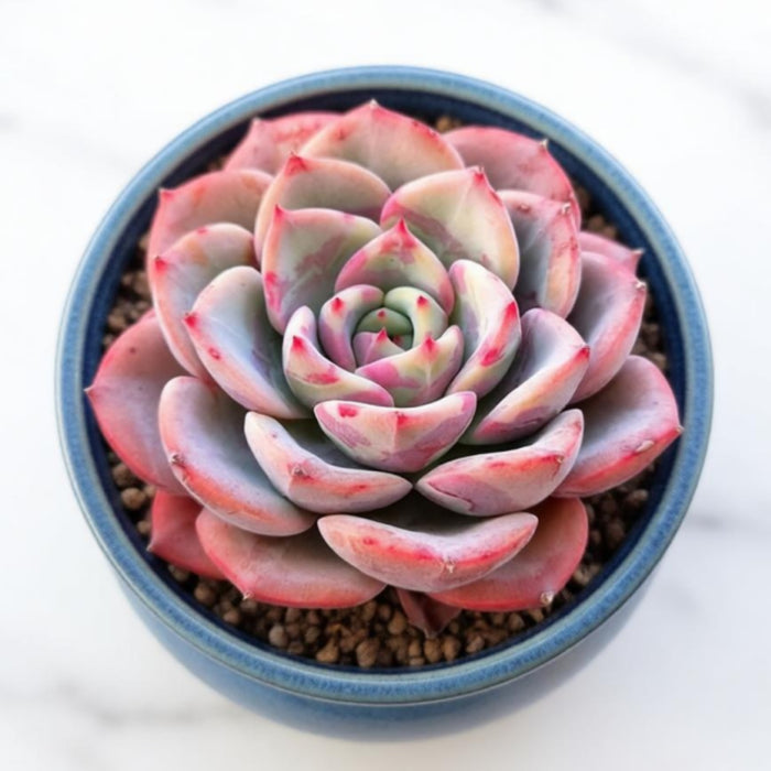 Echeveria 'Lala' (Limited)