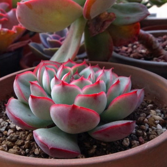 Echeveria Pulidonis(Walther) (6 inch)