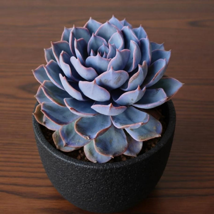 Echeveria runyonii Rose ex Walther