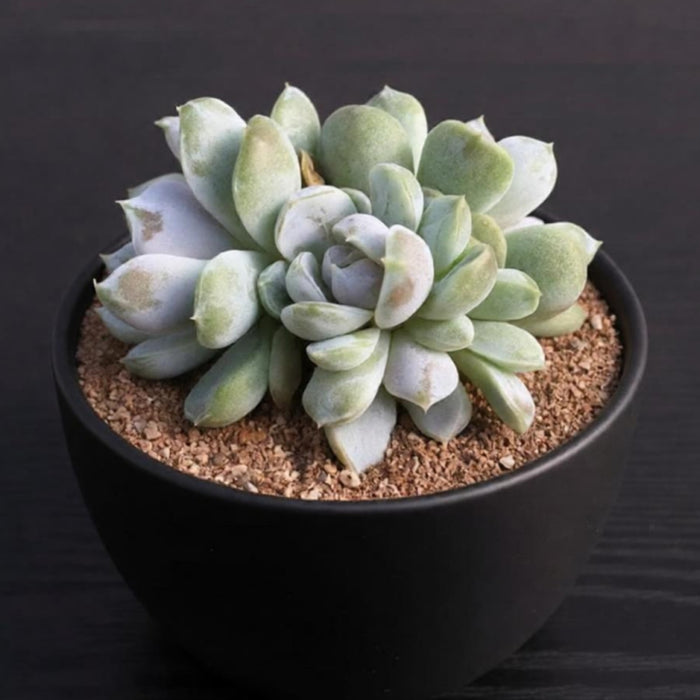 Echeveria 'Snow Bunny'