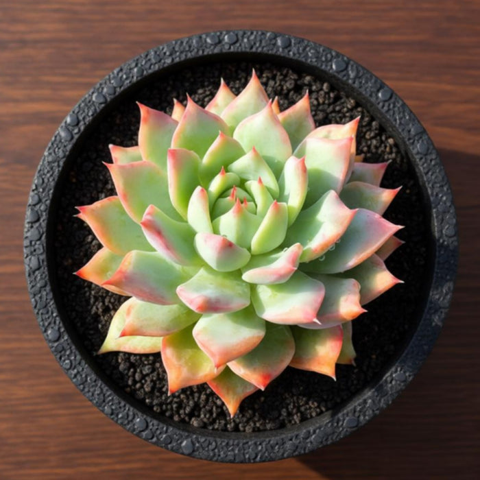 Echeveria Tippy (6 inch)