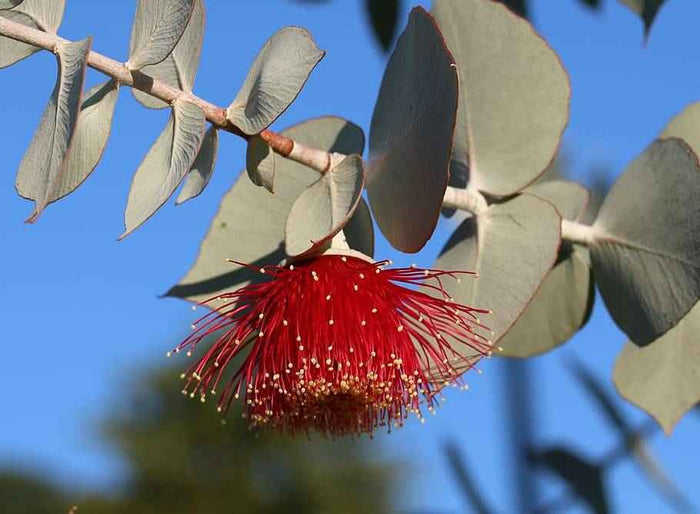 Eucalyptus - PreOrder