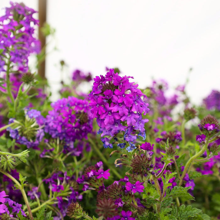 Verbena Homestead Purple spreading as a purple flowering groundcover in a sunny border