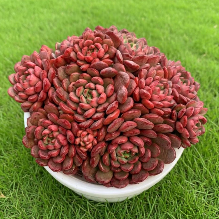 Sedeveria Pink Ruby
