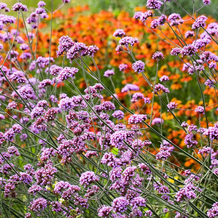 Tall Verbena growing with coneflowers and ornamental grasses in a full sun border
