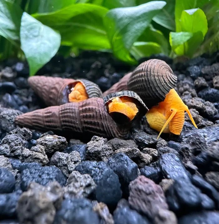 4 vibrant mini orange rabbit snails on dark gravel aquarium substrate