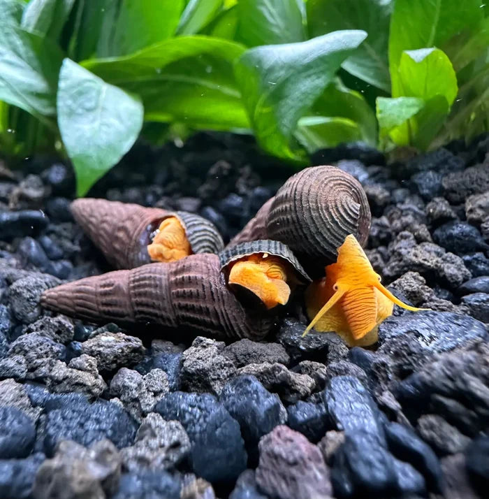 4 mini orange rabbit snails with textured shells on gravel and plants
