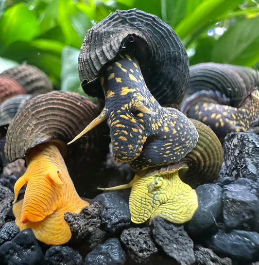 Rabbit Snails Mixed Pack (Tylomelania sp.) — live freshwater snail with spotted shell
