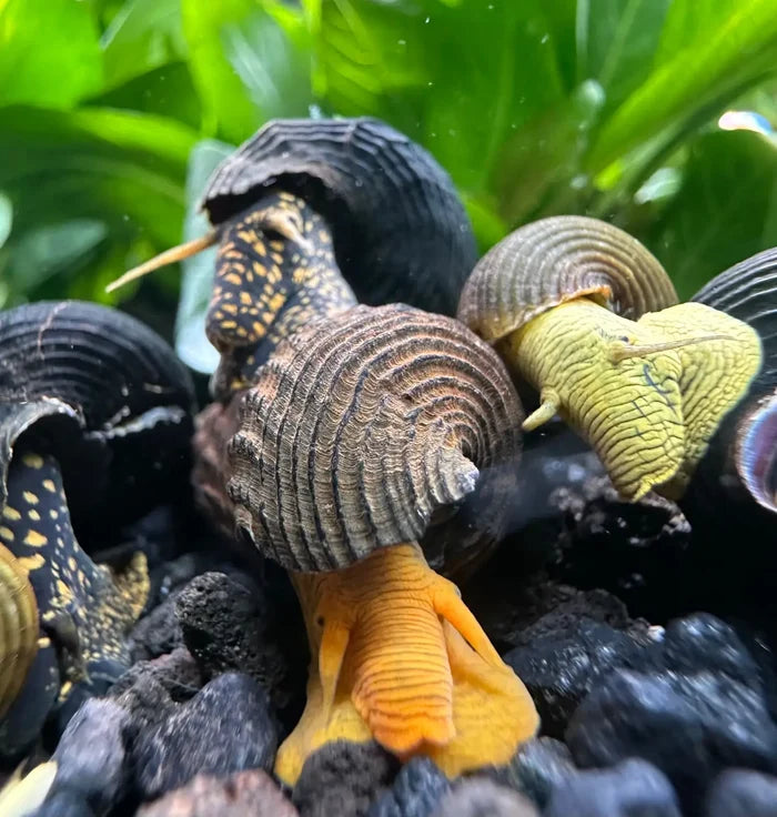Rabbit Snails Mixed Pack — live freshwater snails with orange-brown shells