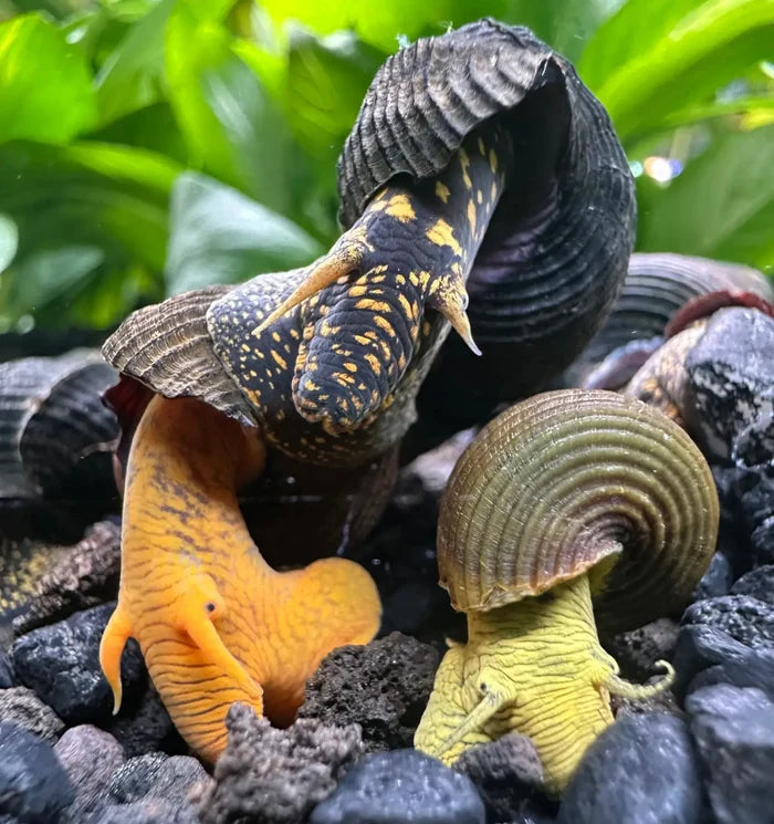 Rabbit Snail (Tylomelania sp.) — live freshwater snail with yellow-spotted black body