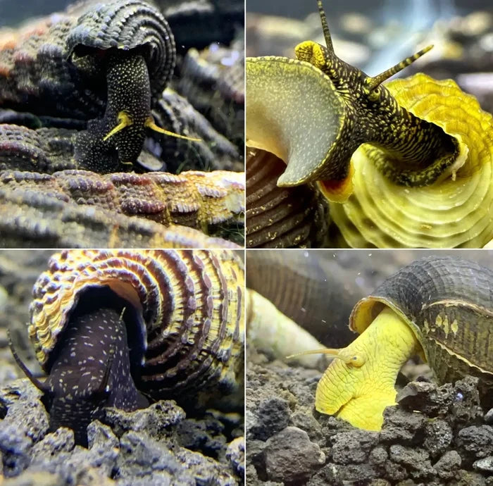 Yellow Rabbit Snail Shell with Black Spiral Pattern