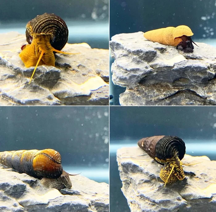 Rabbit Snail Mixed Pack — yellow-brown spiral shell close-up