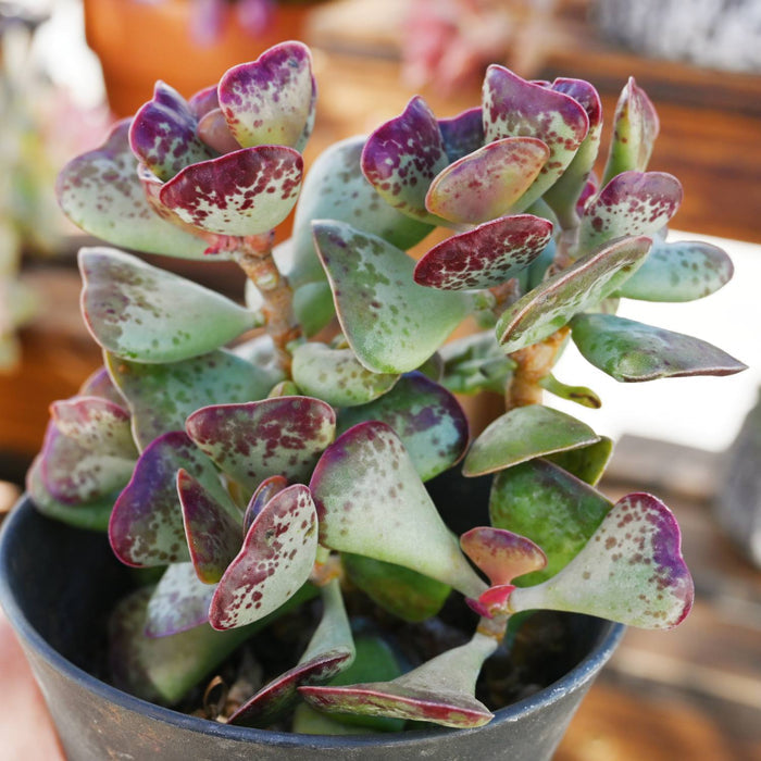 Adromischus triflorus 'Calico Hearts'
