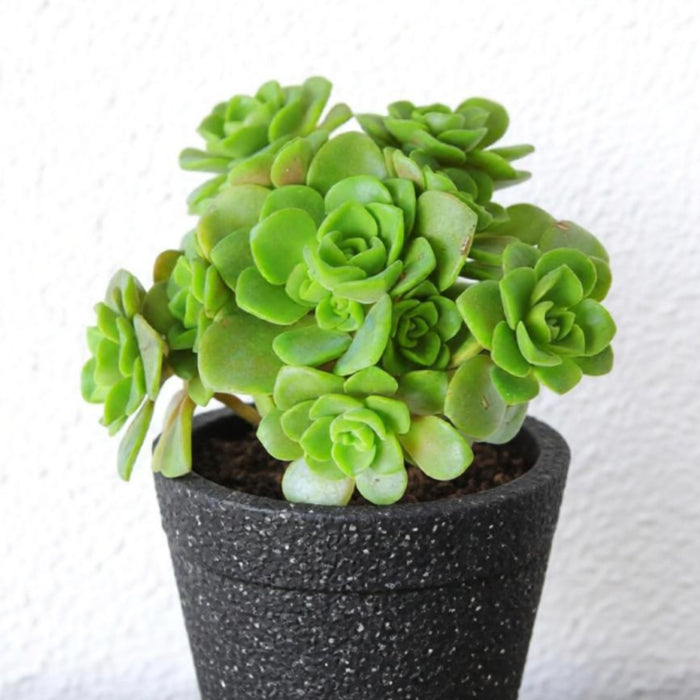 Aeonium Lily Pad Cuttings