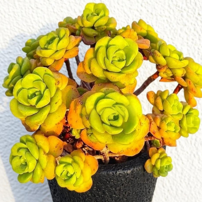 Aeonium Lily Pad Cuttings
