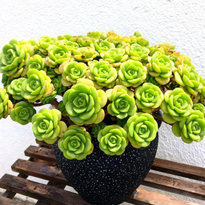 Aeonium Lily Pad Cuttings