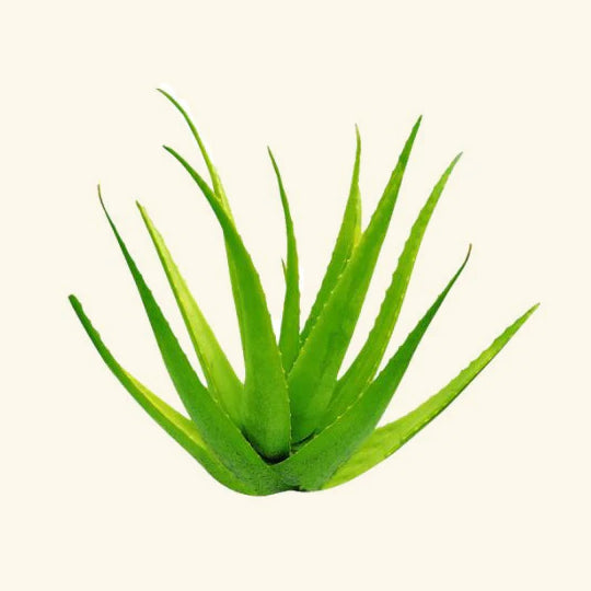 Aloe Vera Flavor Oil