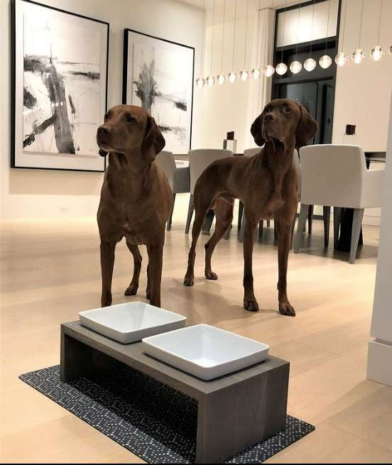 DOG-BOWLS