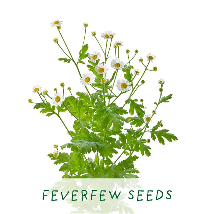 Best Mum Herbal Teas Growing Kit by The Plant Gift Co. &Keep