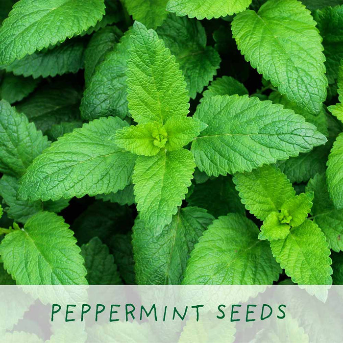 Best Mum Herbal Teas Growing Kit by The Plant Gift Co. &Keep