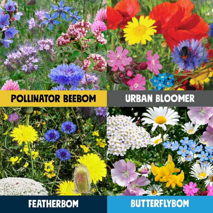 Birds, Bees & Butterflies Seedbom Gift Box