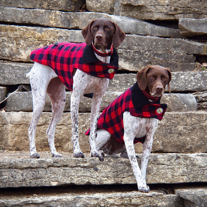 Two dogs wearing red and black checkered coats standing on stone steps.