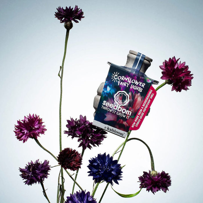 Cornflower Fairy Lights Seedbom