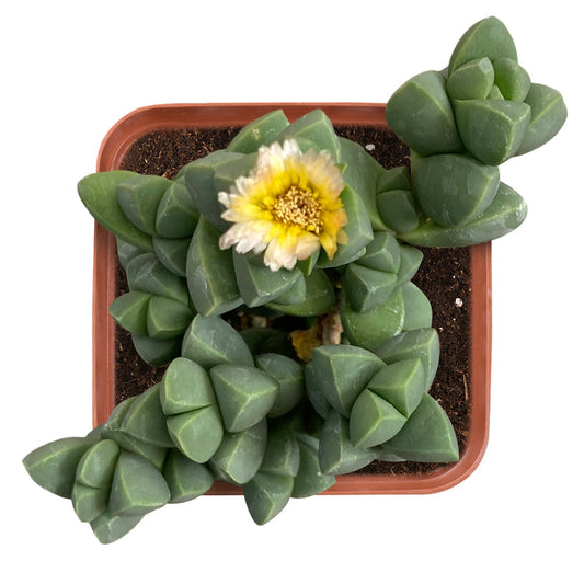 corpuscularia-lehmannii-ice-plant