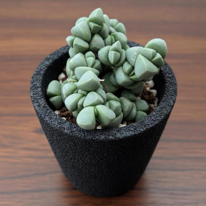 Corpuscularia lehmannii - Ice Plant