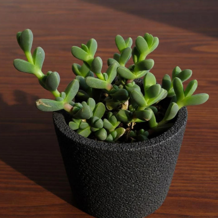 Corpuscularia lehmannii - Ice Plant