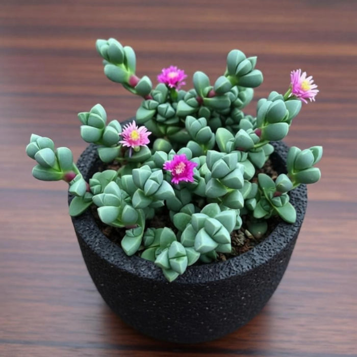 Corpuscularia lehmannii - Ice Plant