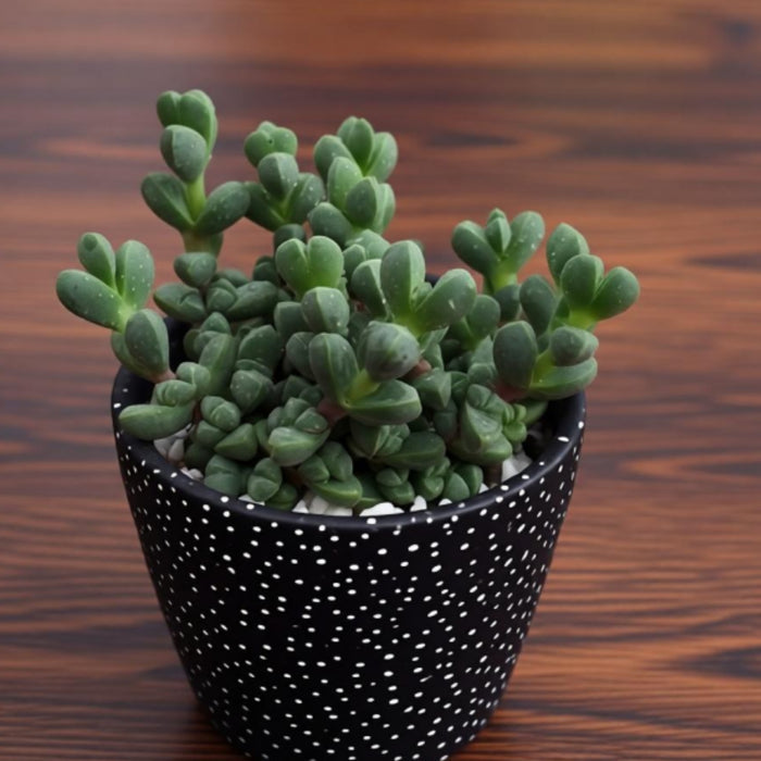Corpuscularia lehmannii - Ice Plant