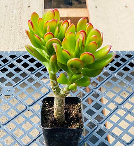Crassula Ovata 'Hobbit'