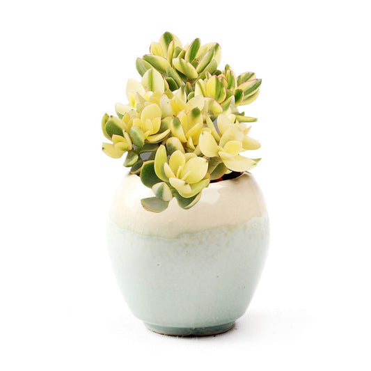 Crassula Ovata Variegated Jade Plant 5 Fresh cuttings