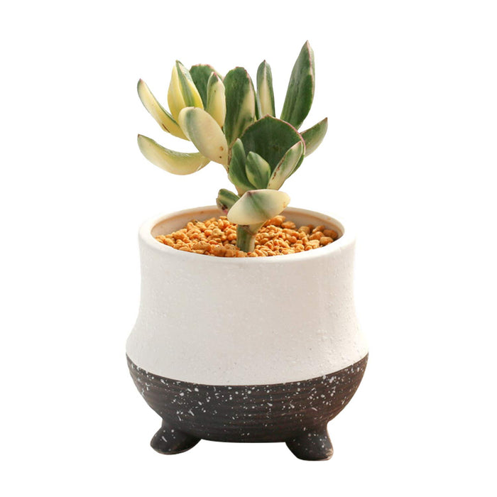 Crassula Ovata Variegated Jade Plant 5 Fresh cuttings