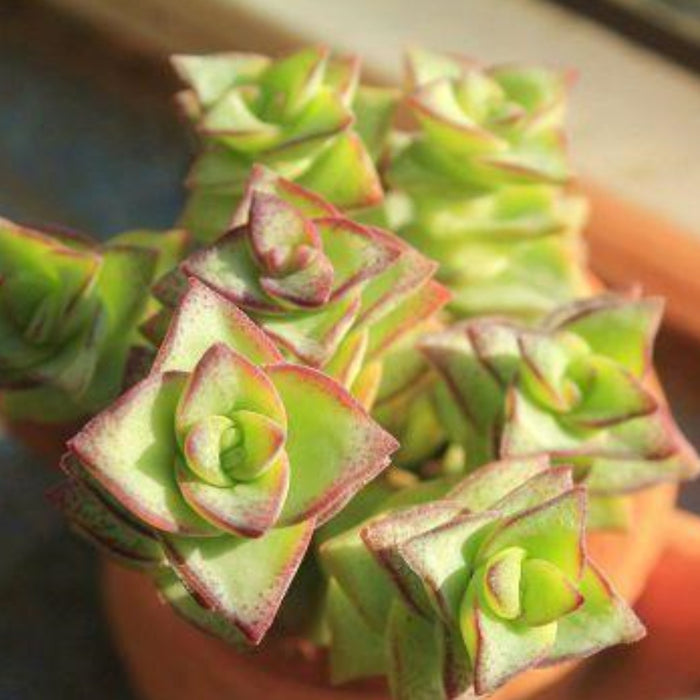 Crassula Perforata Subsp. Perforata