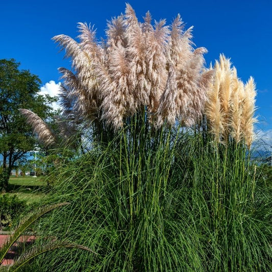 Dwarf Pampas Grass with creamy-white plumes rising above arching green foliage in a sunny landscape bed