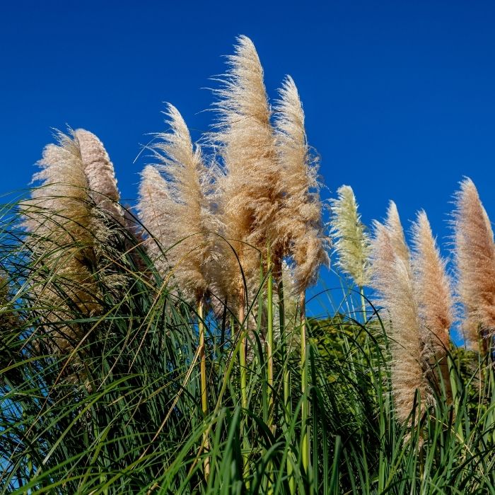 Pumila Pampas Grass with white plumes used as a soft screen in a sunny border