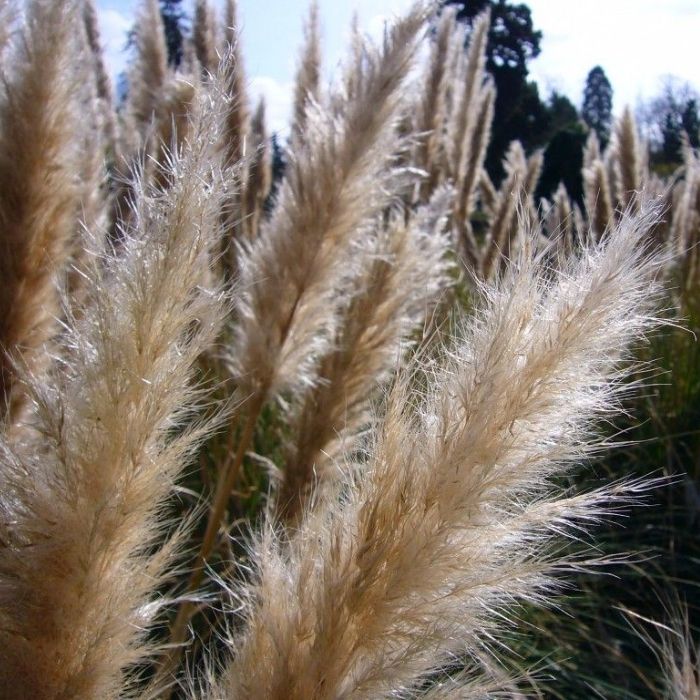 Close-up of Cortaderia selloana Pumila creamy-white pampas grass plumes in late summer