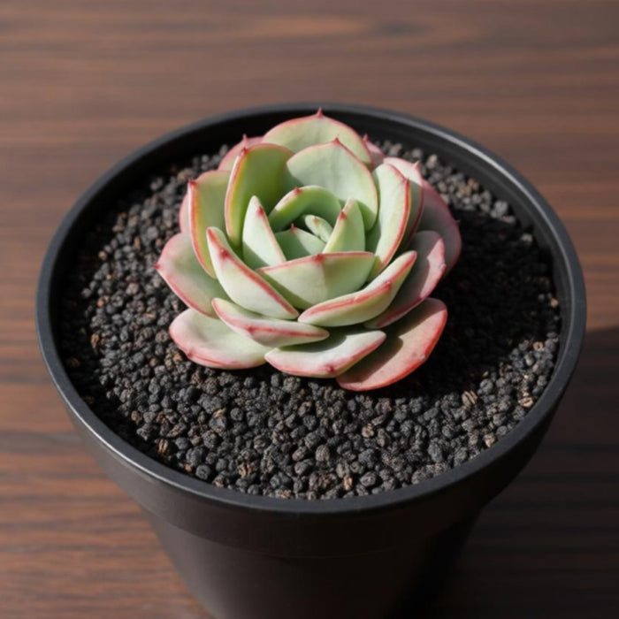 Echeveria 'Atlantis'