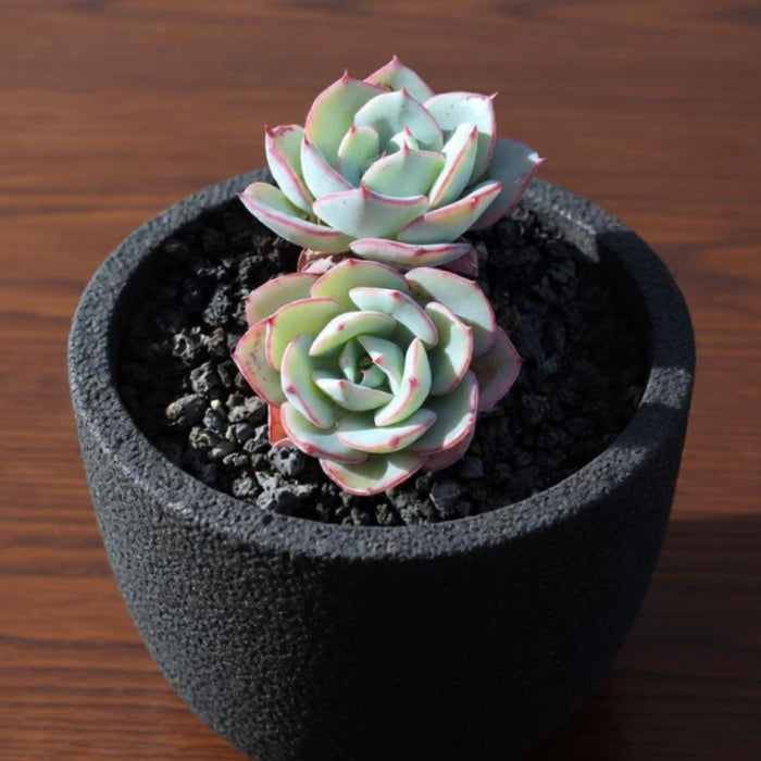 Echeveria 'Atlantis'