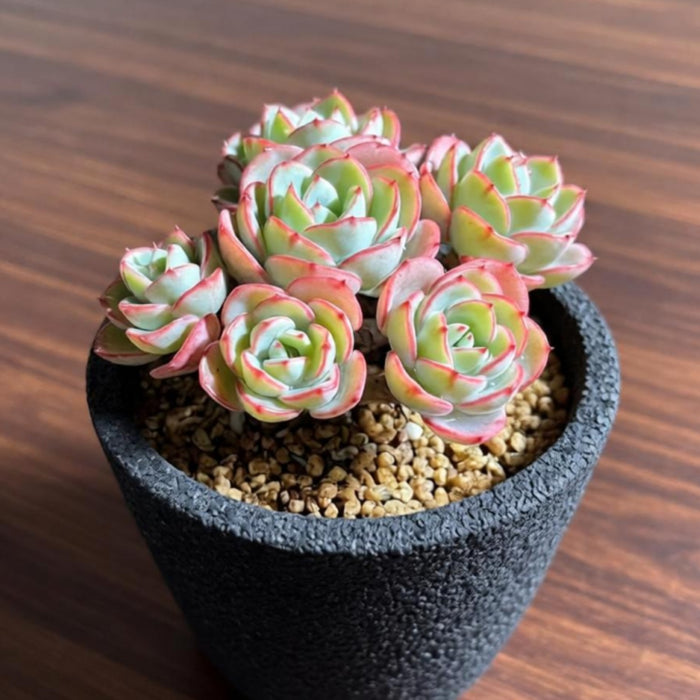 Echeveria 'Atlantis'