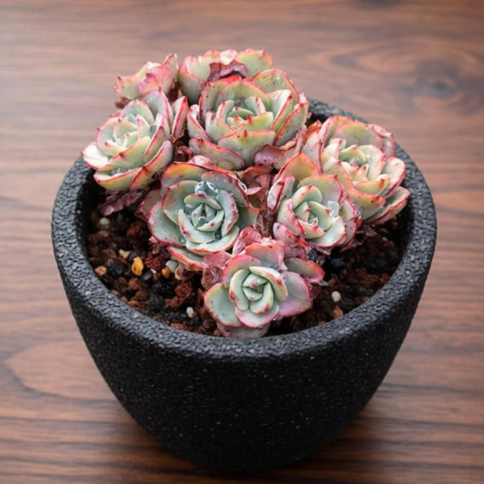 Echeveria 'Atlantis'