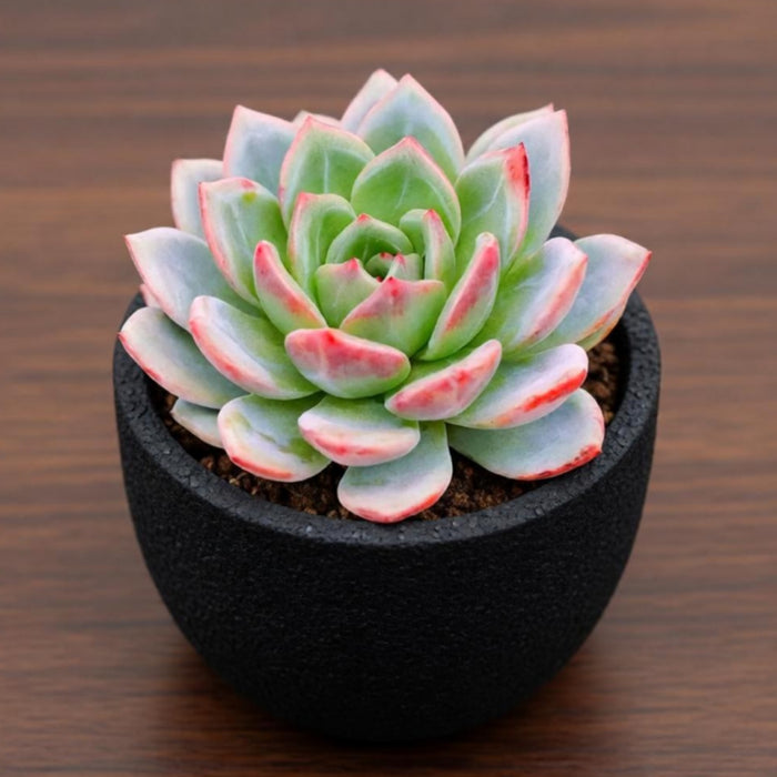 Echeveria 'Champagne'