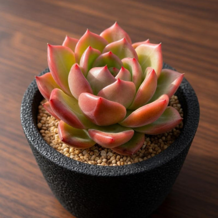 Echeveria 'Champagne'